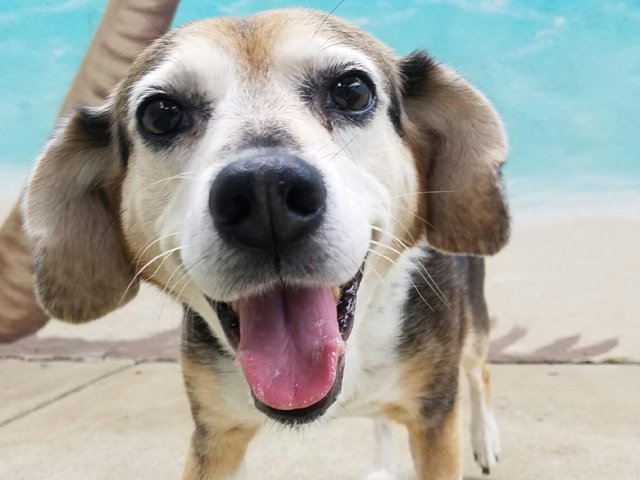 Pet Resorts Of America